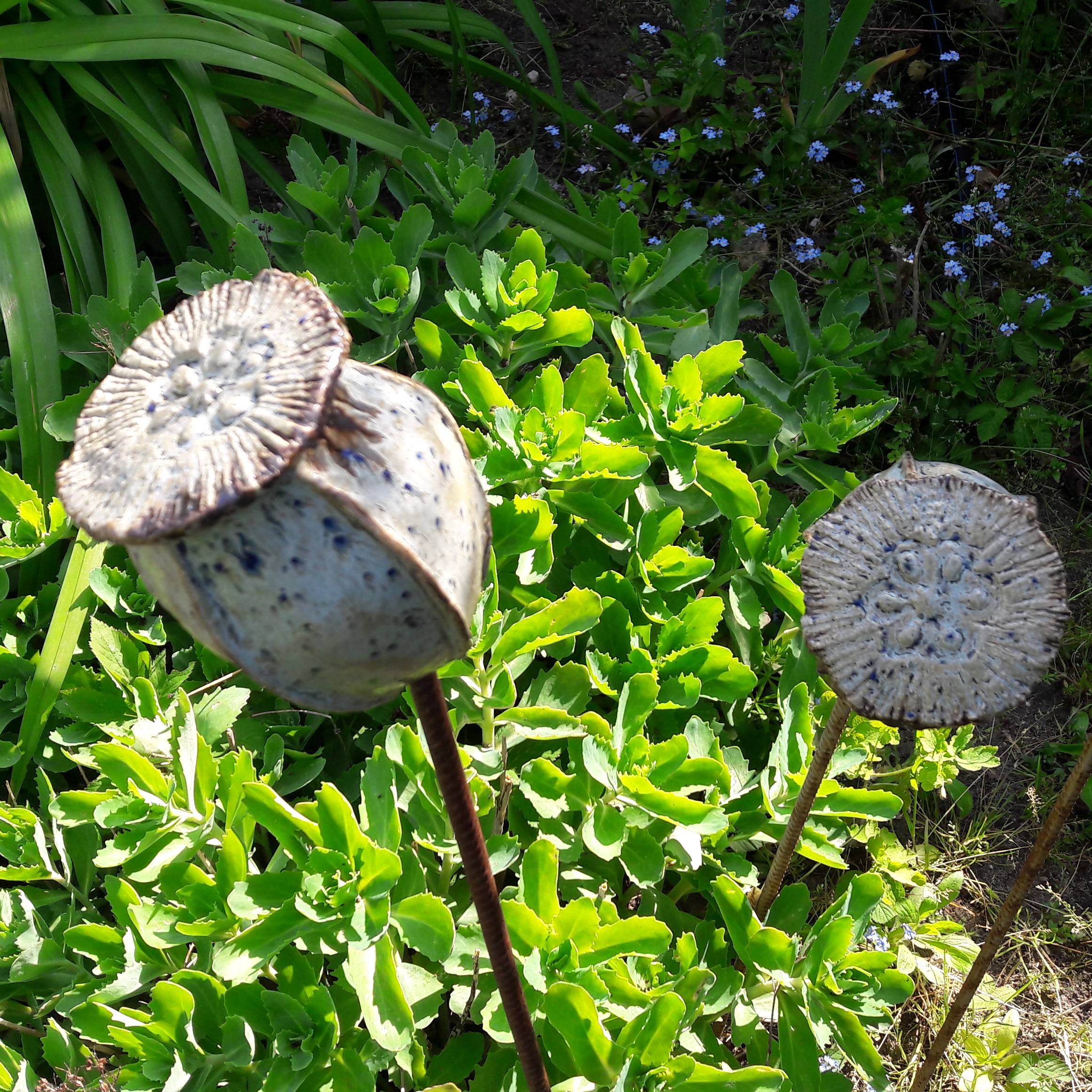 papaver